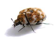 Close up photo of an adult carpet beetle.