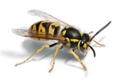 Close up photo of a wasp.