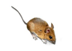 Types of Mice in the UK | Fantastic Pest Control