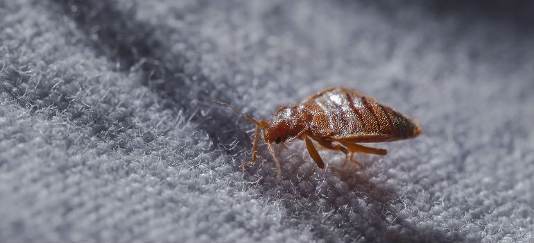 Bed bug macro image