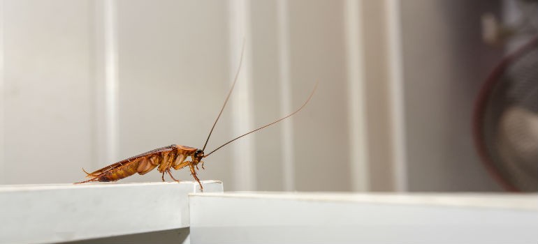 Crawling cockroach on a countertop