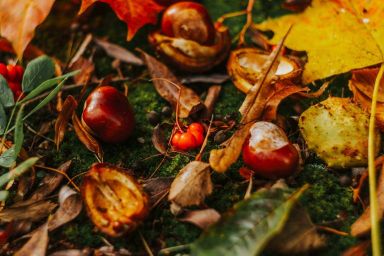 Conkers and spiders