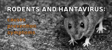 Hantavirus and Rodents