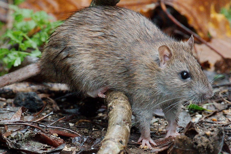 How To Get Rid Of Rats In The Garden Without Poison