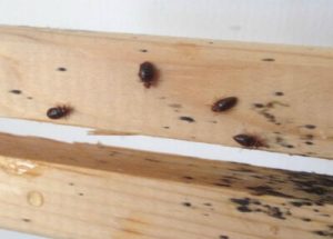 tekenen van bed bugs