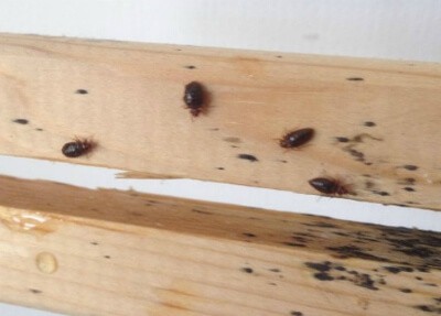 Signs Of Bed Bugs How To Find, How To Get Rid Of Bed Bugs In Hardwood Floors