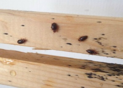 severe bed bug infestation