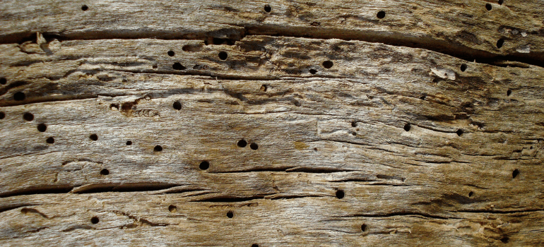 Stop the Woodworm Infestation in Your Furniture