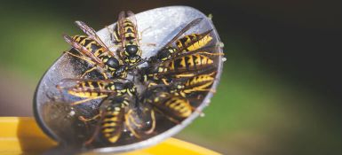 Wasps vs Bees vs Hornets