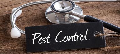 Pest Control When Renting: Who’s Responsible?