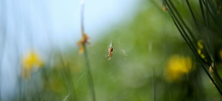 Spider in the garden on a spieder net