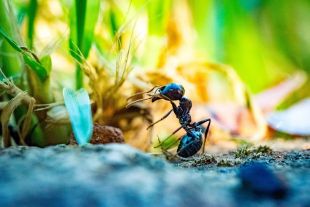 All About Queen Ants