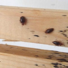 Can Bed Bugs Live in a Plastic Bag? Is it Even Effective?