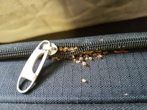 How to get rid of bed bugs from luggage?