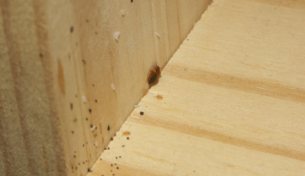 bed bug eggs on wall and floor 