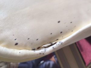 bed bugs and eggs on mattress