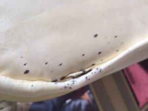 Bed Bug Eggs on the Mattress