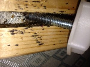 bed bug eggs in furniture