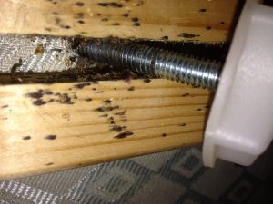 Bed Bug Eggs - Causes, Identification, Treatment  