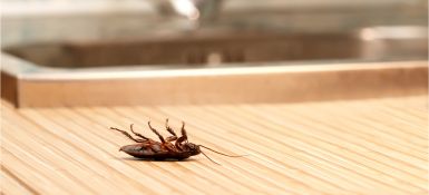 Common pests in restaurant kitchens