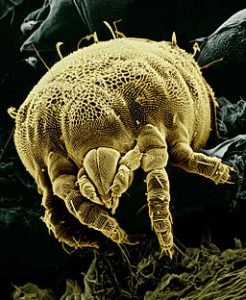 what to do if you have an allergic reaction to dust mites