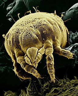 dust mites on bed