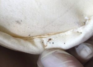 hoe zien bed bugs eruit op een matras