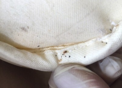 What Do Bed Bugs Look Like Fantastic Pest Control