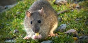 What do Rats Eat? | Fantastic Pest Control London