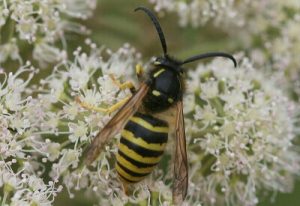 Wasps and wasp stings