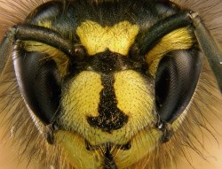 Common wasp