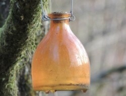 DIY wasp trap