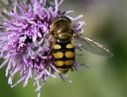 Hoverfly - looks like a wasp