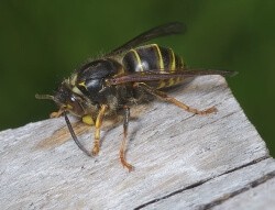 Median wasp