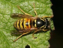 Norwegian wasp