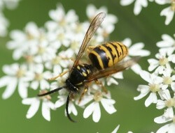 Saxon wasp