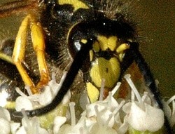 Do wasps pollinate?