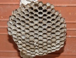 Vacant wasp nest