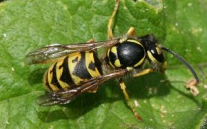 How to detect a wasp nest