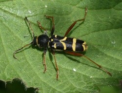 Wasp beetle - looks like a wasp