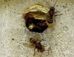 Wasp nest in building holes