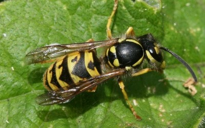 Yellow Jackets: The Good and the Bad | Wisconsin Pollinators