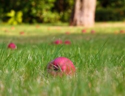 Wasps are attracted to fallen fruit