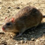 Brown rat - Norwegian rat