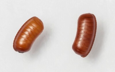 Cockroach eggs in oothecae