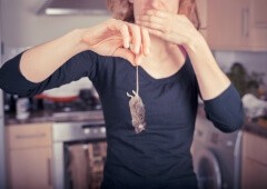 Dead Mouse Smell: How to Identify and Get Rid of It