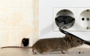 People, mice head indoors for winter