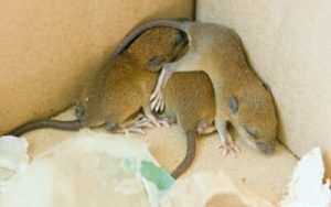 Mice nesting