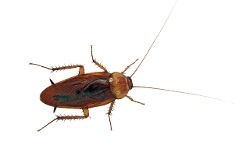 Control Cockroaches In and Around Your Home