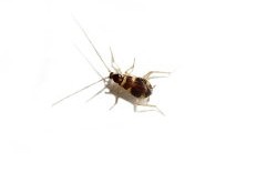 Brown banded cockroach - Supella longipalpa